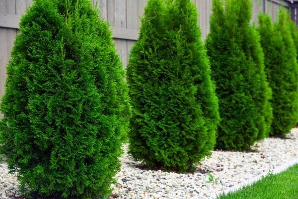 Arborvitae Planting in Redford