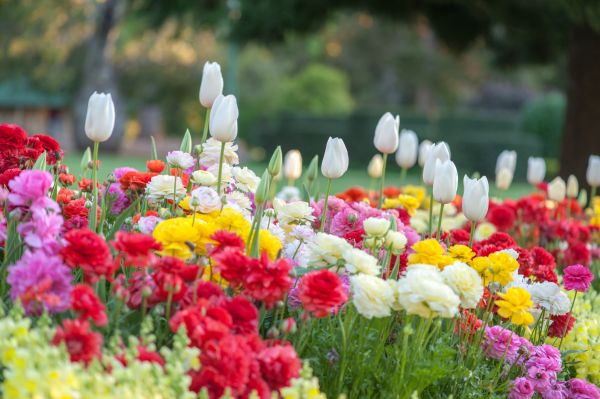 Gardening Service in Redford