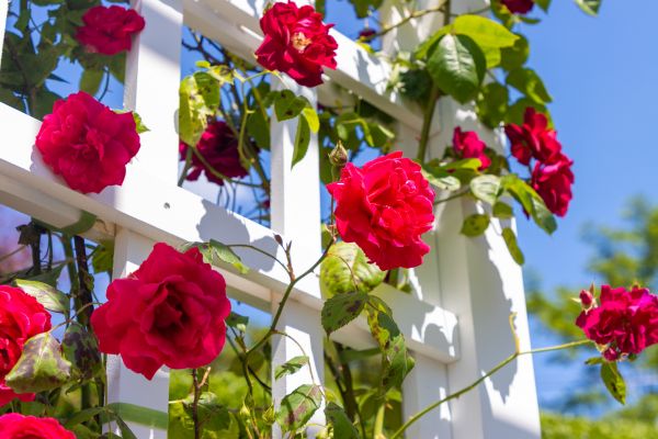 Home Gardening Service in Redford