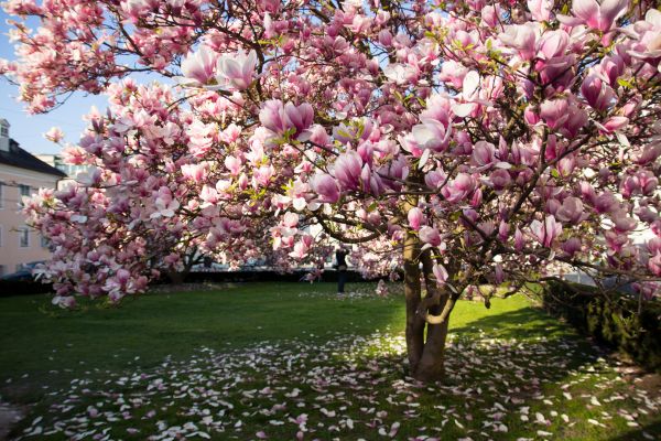 Magnolia Tree Planting in Redford