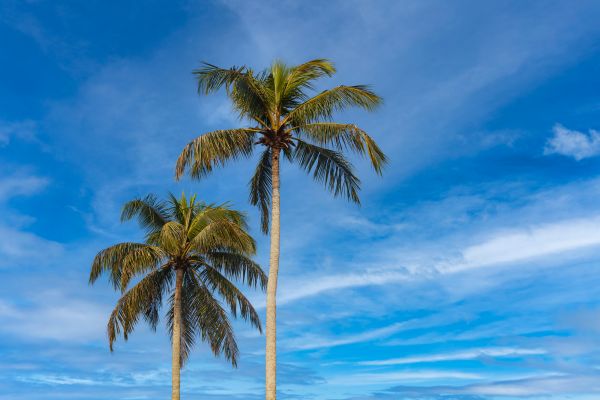 Palm Tree Planting in Redford