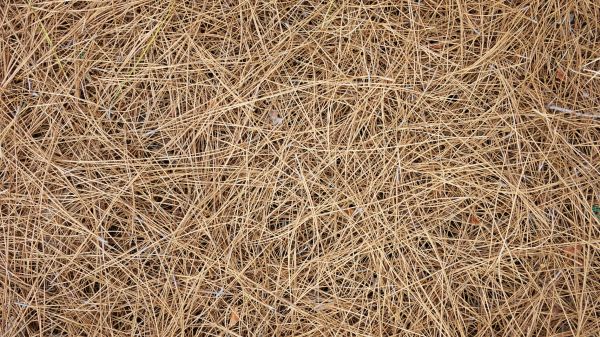 Pine Needles Delivery in Redford