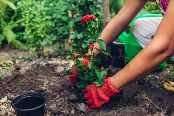 Planting Service in Redford
