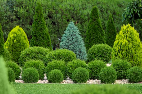 Shrub Replacement in Redford