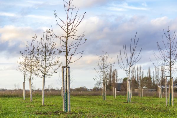 Tree Installation Service in Redford