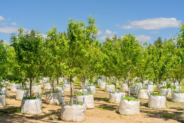 Tree Planting Service in Redford