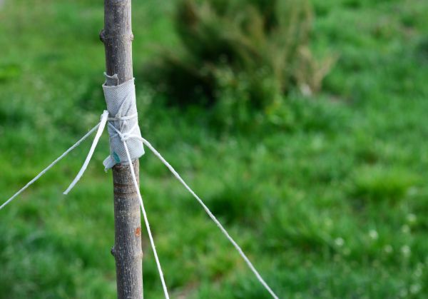 Tree Staking Service in Redford