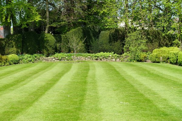 Lawn Renovation in Redford