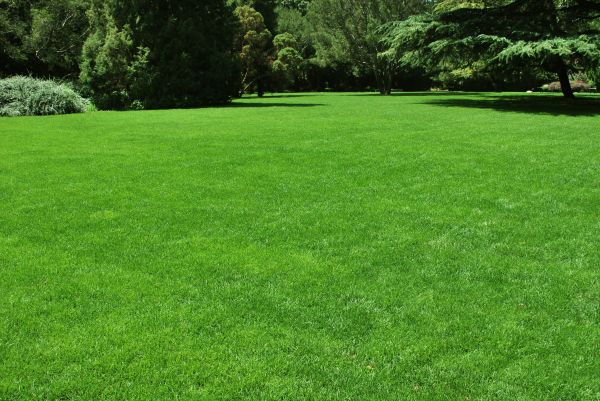 Lawn Landscaping in Redford