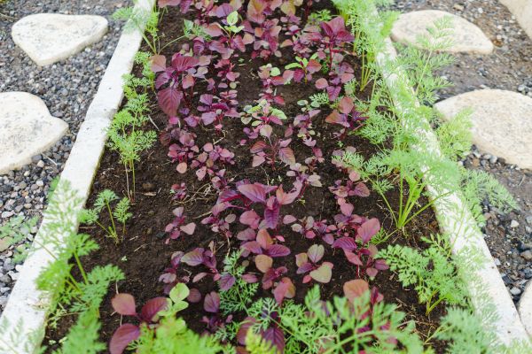 Edging Installation in Redford