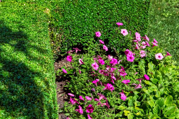 Softscaping Service in Redford