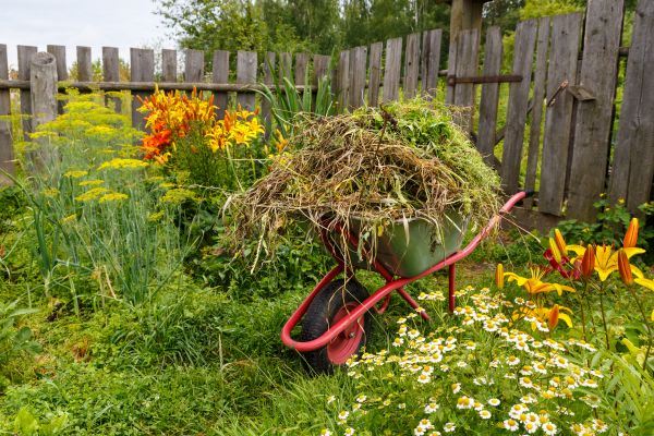 Garden Cleanup Service in Redford