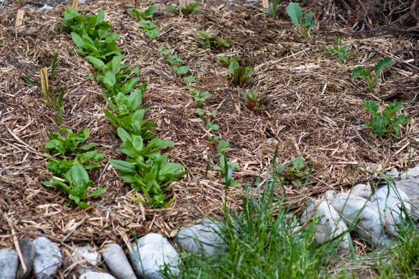 Mulch Service in Redford