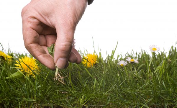 Lawn Weeding in Redford