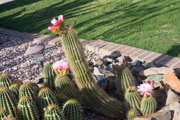 Desert Landscaping in Redford