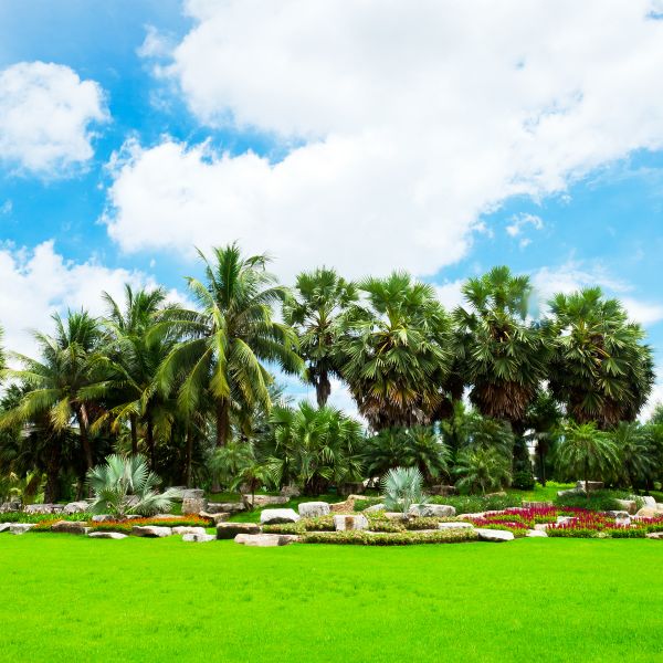 Tropical Landscaping in Redford