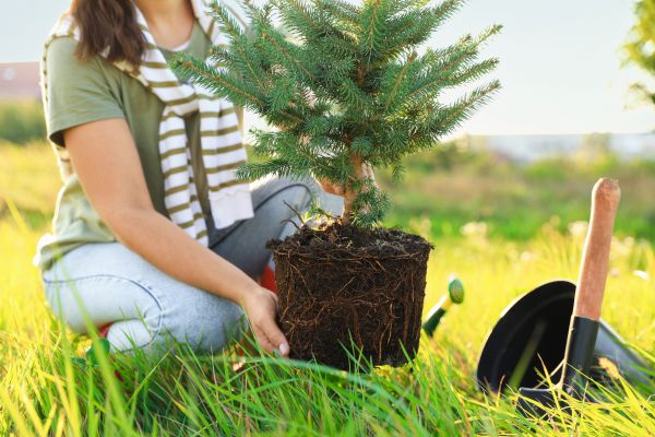 Spruce Tree Planting in Redford