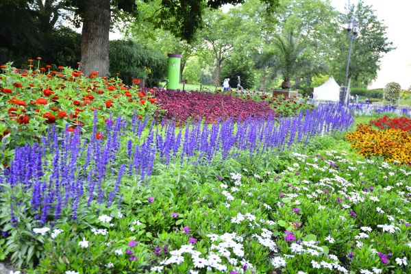 Perennials Planting in Redford