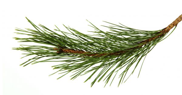 Pine Needles Installation in Redford