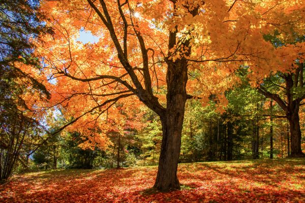Maple Tree Planting in Redford