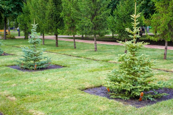Privacy Trees Planting in Redford