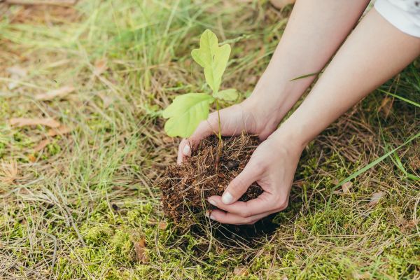 Oak Tree Planting in Redford