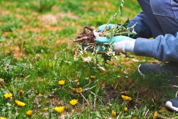Flower Bed Clearing in Redford