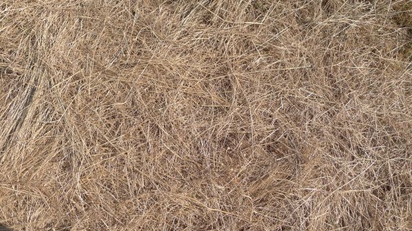 Pine Straw Replacement in Redford