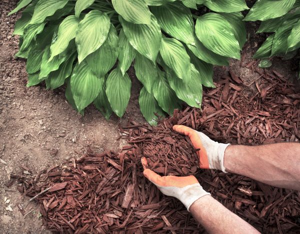 Bark Spreading in Redford