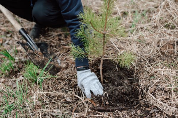 Pine Tree Planting in Redford