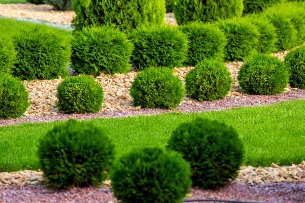 Bush Replacement in Redford