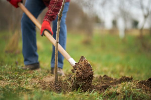 Trees Planting in Redford