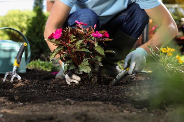 Plant Replacement in Redford