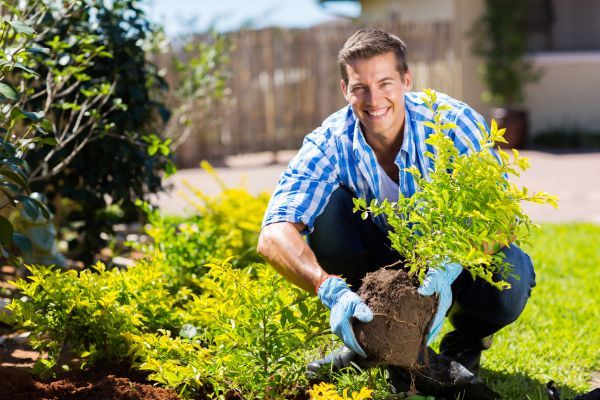 Shrub Landscaping in Redford