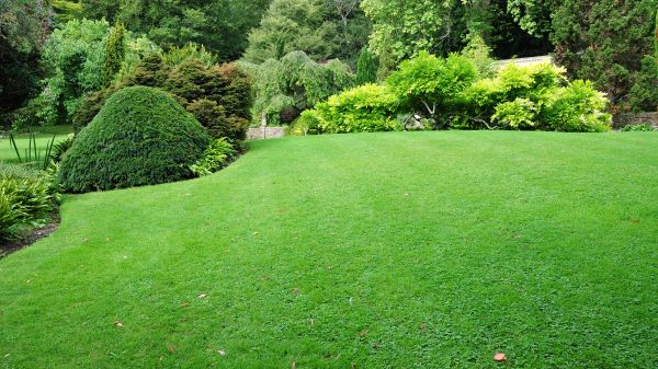 Commercial Landscape Design in Redford