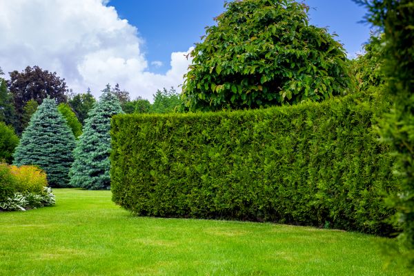 Hedge Landscaping in Redford
