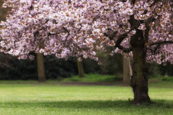 Cherry Tree Planting in Redford