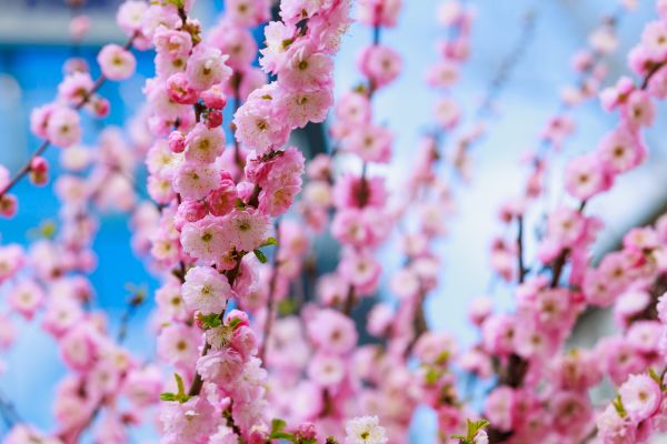 Japanese Cherry Tree Planting in Redford