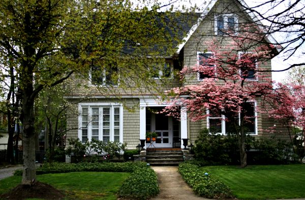 Ornamental Tree Planting in Redford
