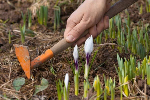 Flower Garden Weeding in Redford