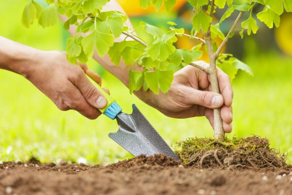 Fruit Tree Planting in Redford