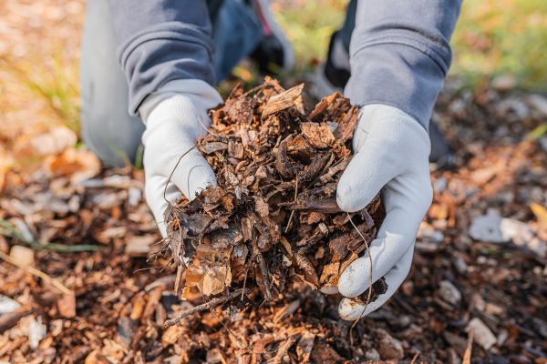Shredded Mulch Installation in Redford