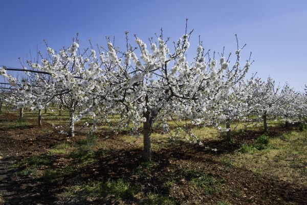 Orchard Planting in Redford