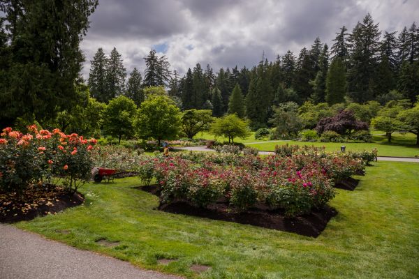 Flower Garden Landscaping in Redford