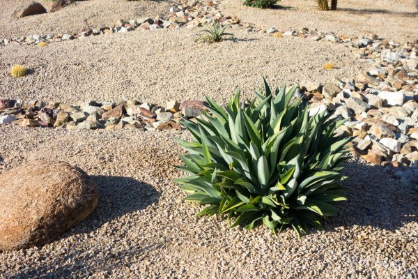 Xeriscaping Service in Redford