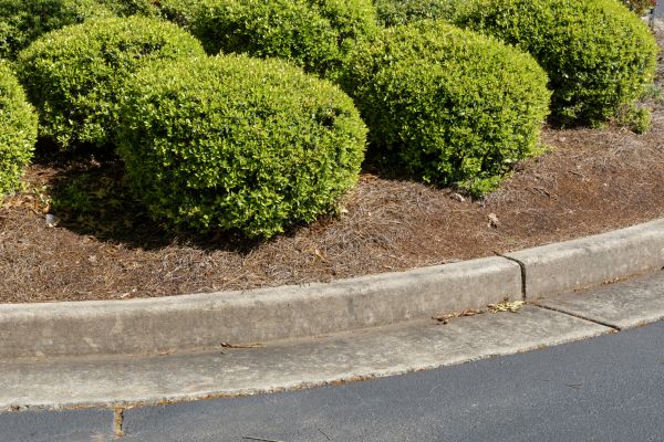 Pine Mulch Installation in Redford