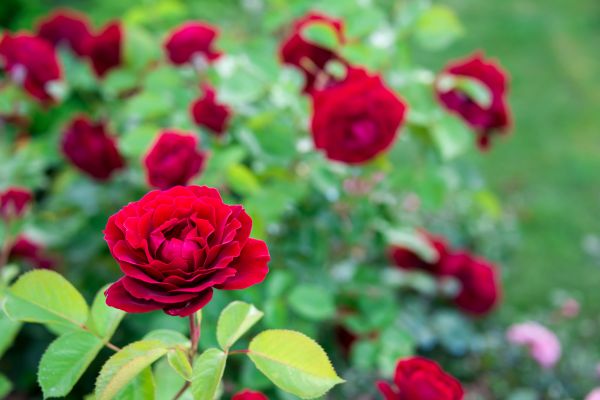 Rose Planting in Redford