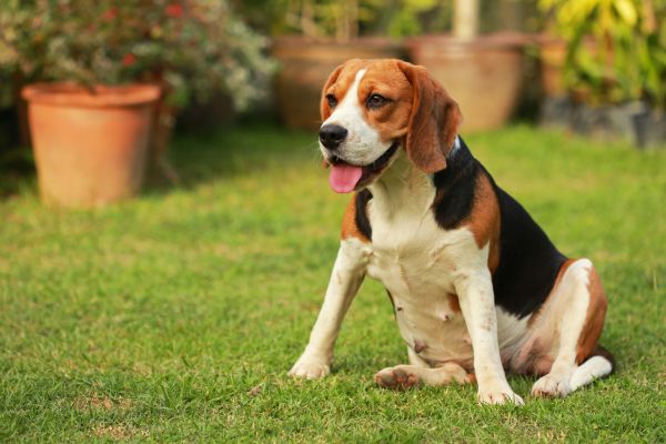 Dog Friendly Landscaping in Redford