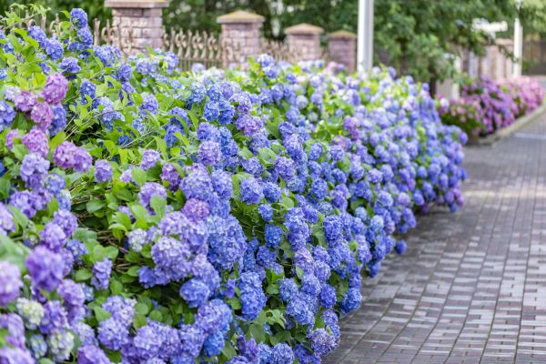 Hydrangea Landscaping in Redford