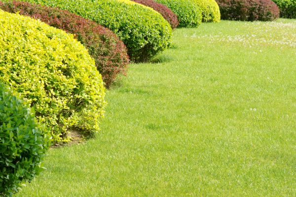 Shrubbery Planting in Redford